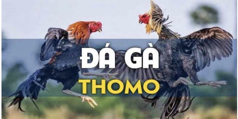 Đá Gà Thomo: Cá Cược Đỉnh Cao, Tỷ Lệ Thắng Lớn ở 789win